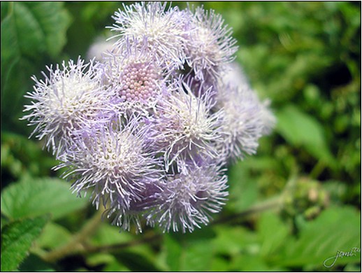  Siam weed flowering 